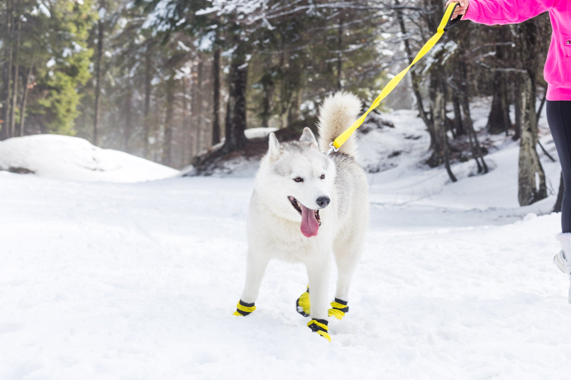 Snow Dog Boots - Dog Model