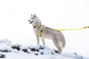 Dog Running Harness