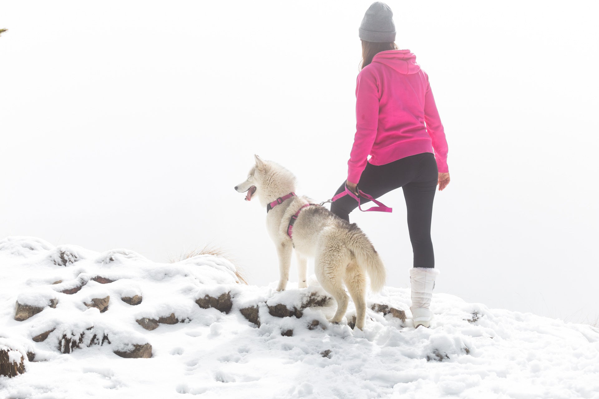 Dog Running Harness