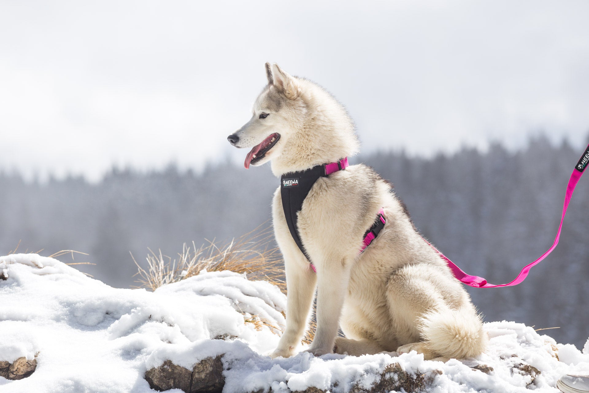 Dog Running Harness