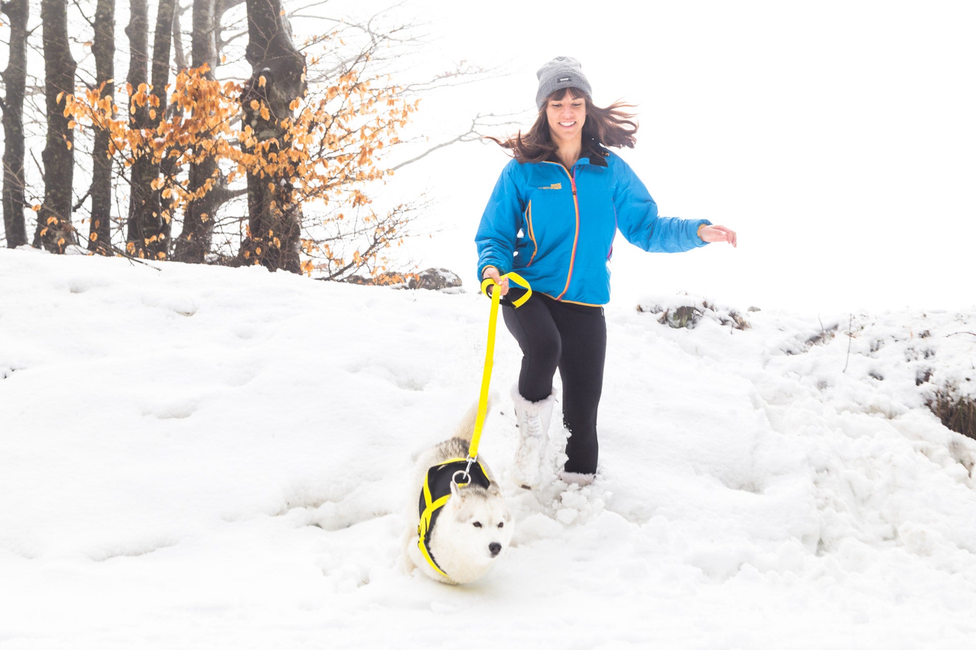 Dog Leash With Handle - Dog Laying in Snow - Neewa