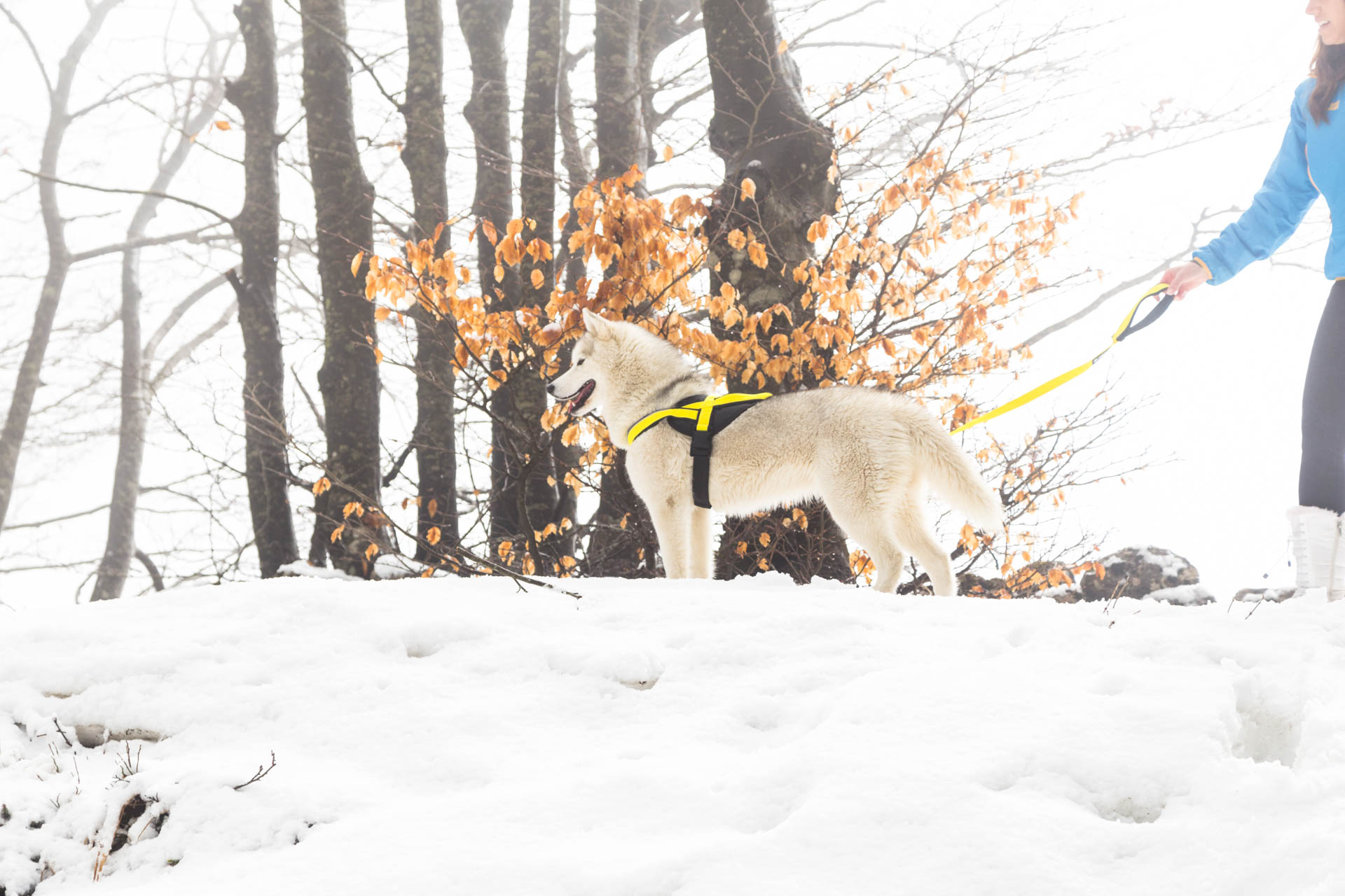 Utility harness