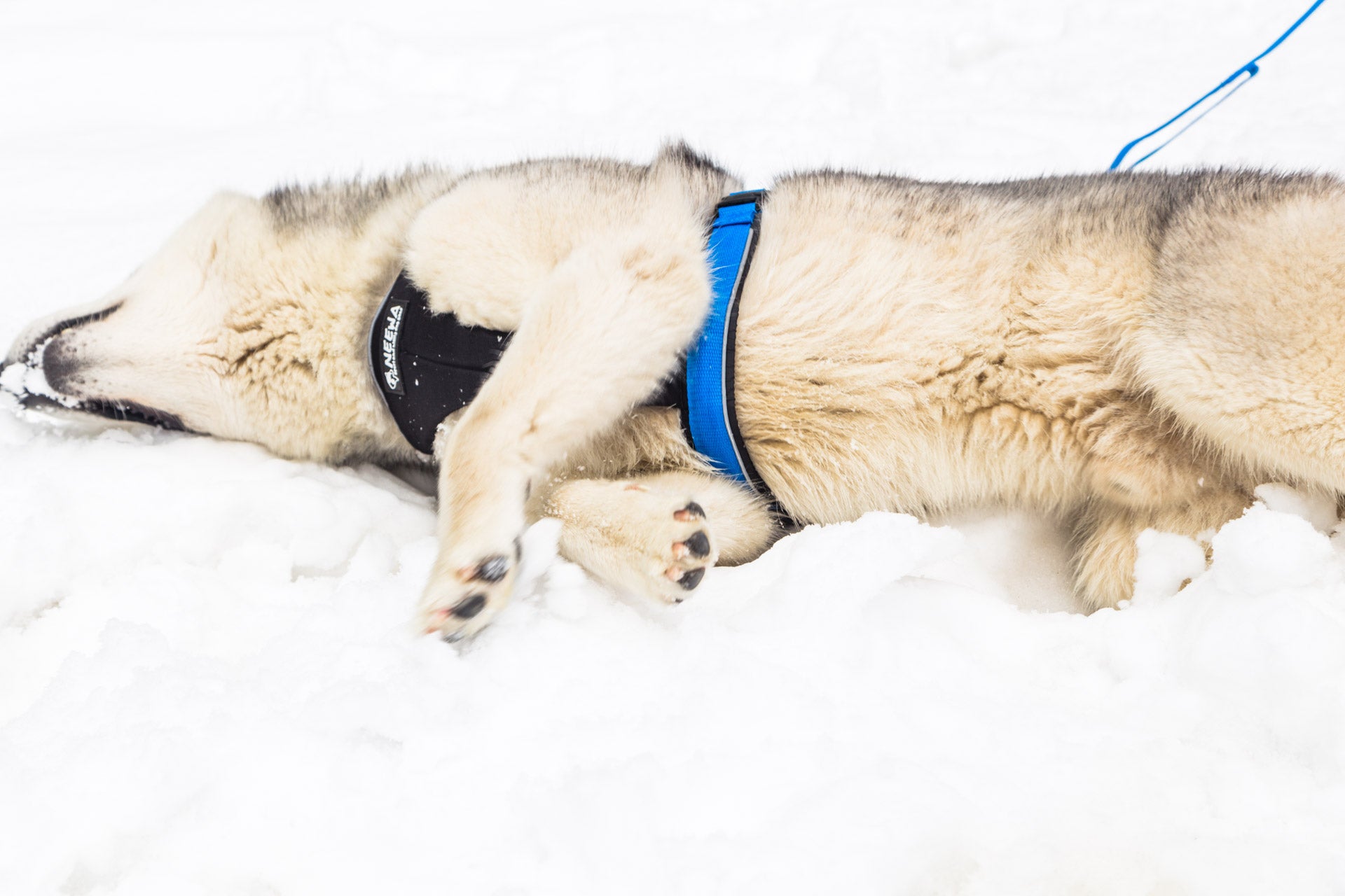 Dog Running Harness