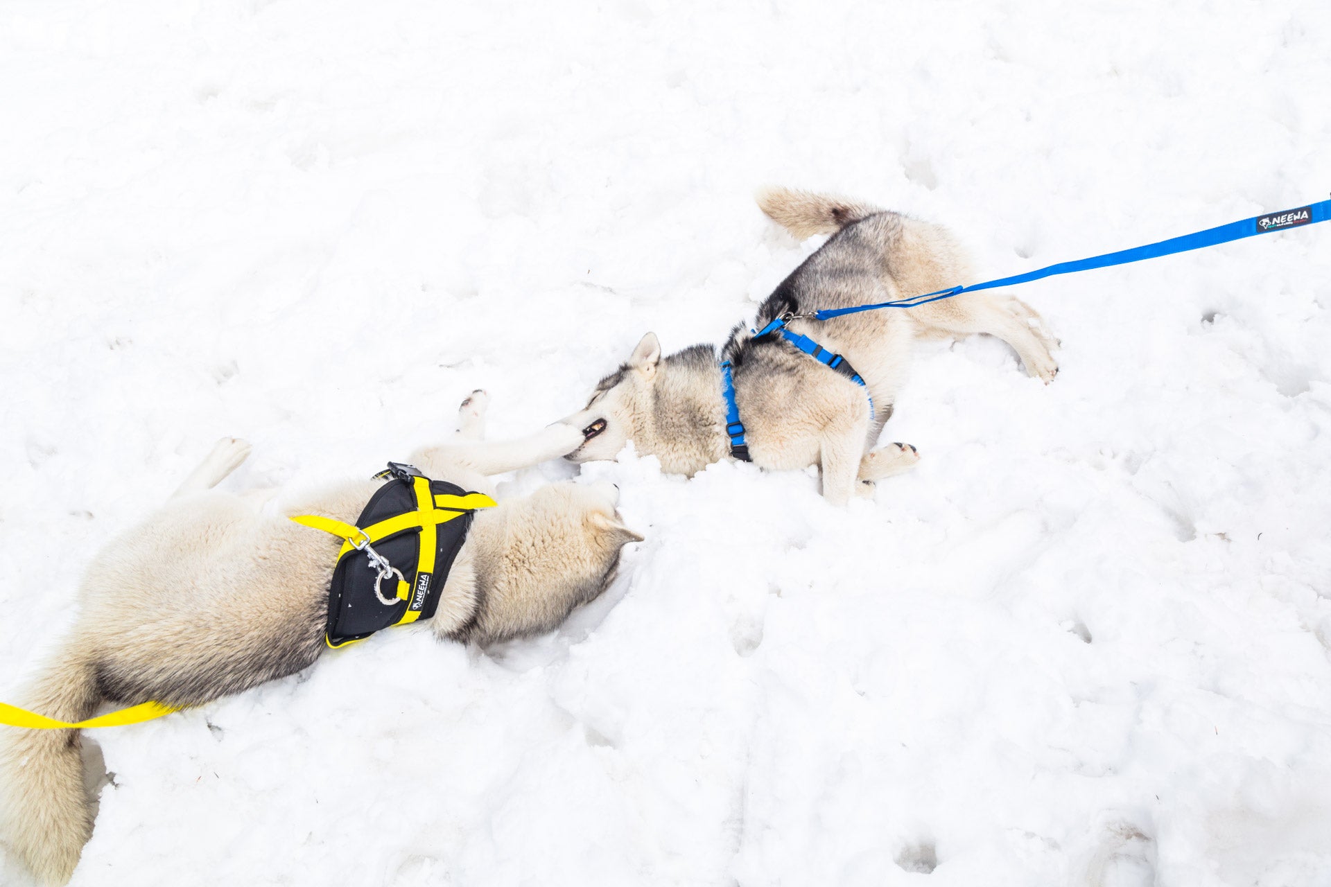 Utility harness