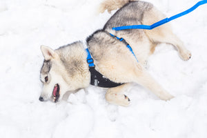 Dog Running Harness