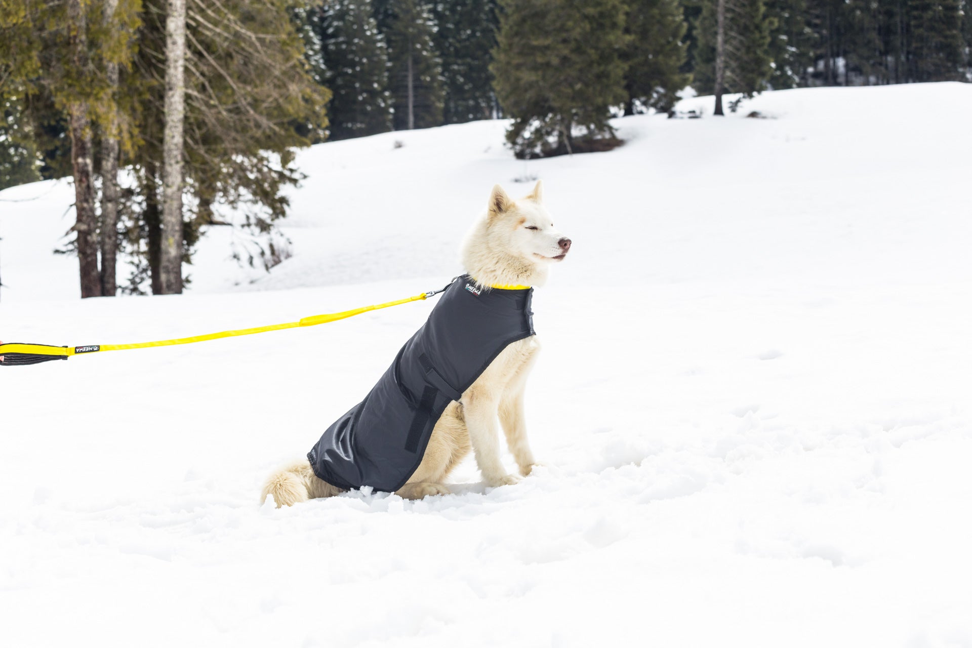 Snow Dog Coat - Side 4