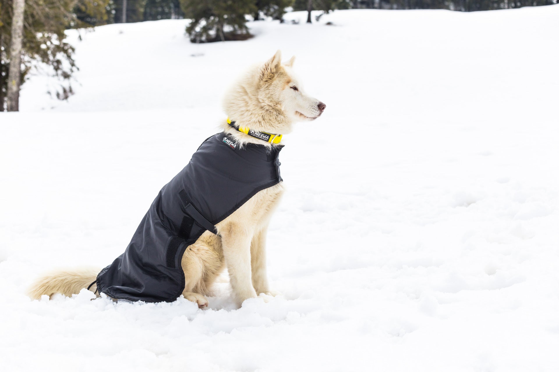 Snow Dog Coat - Side