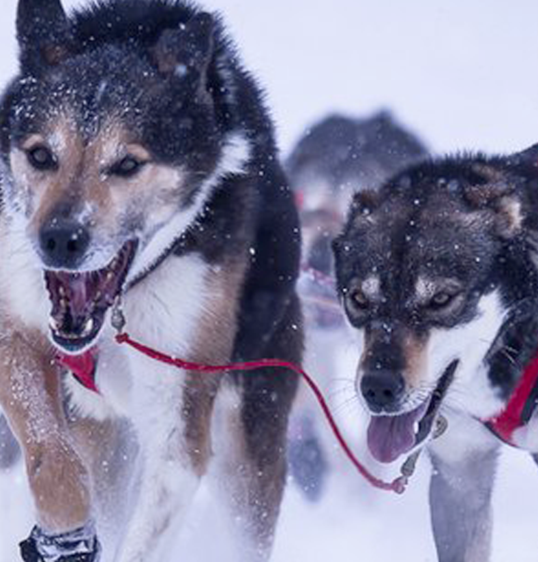 Double Dog Leash Neck Line - Main