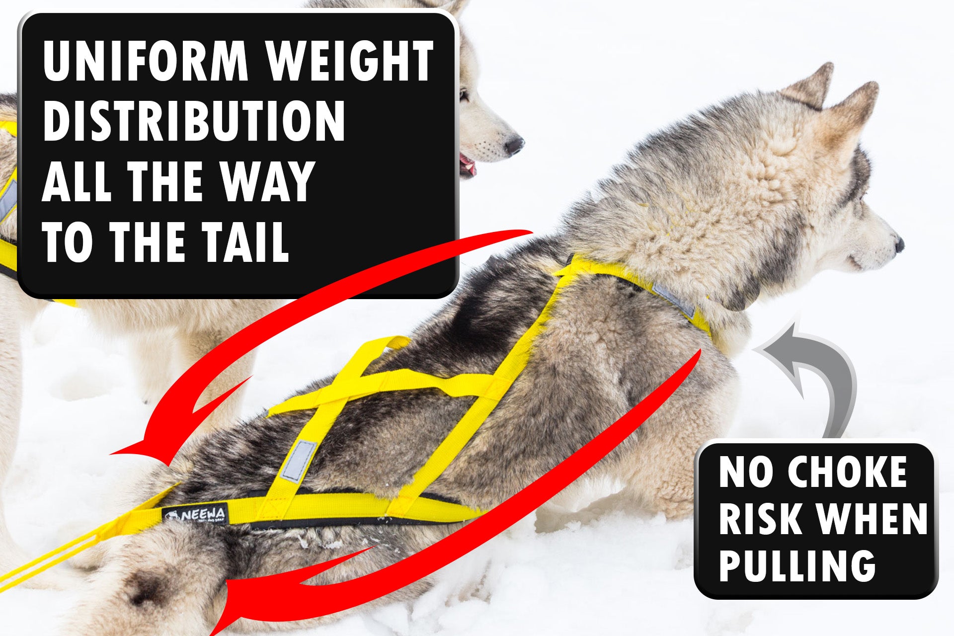 Neewa Sled Dog Harness // Ideal for Pulling Sports // Neewa™