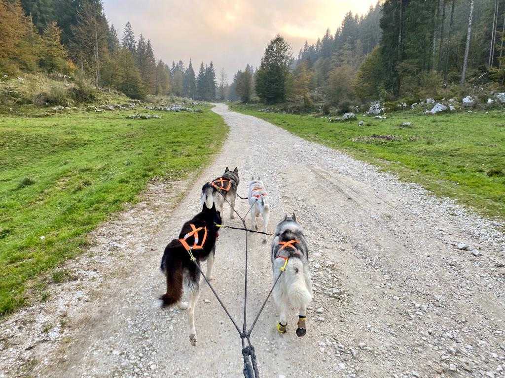 Pro Sled Dog Harness