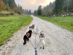 Load image into Gallery viewer, Pro Sled Dog Harness
