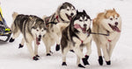 Load image into Gallery viewer, Double Dog Leash Neck Line - Huskies
