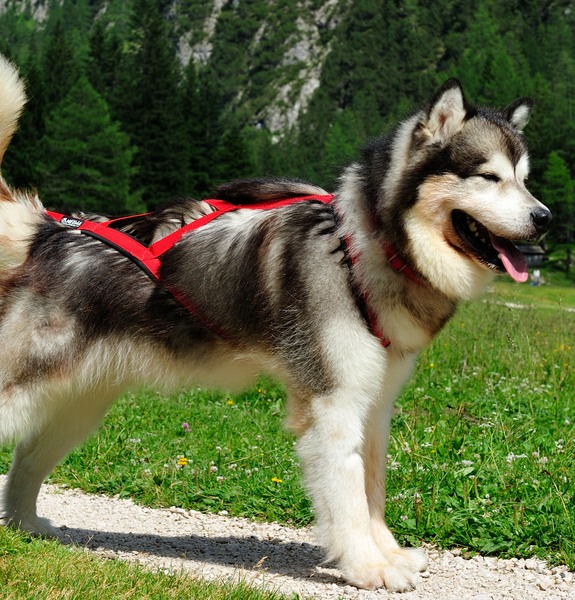 Best harness for deals malamute