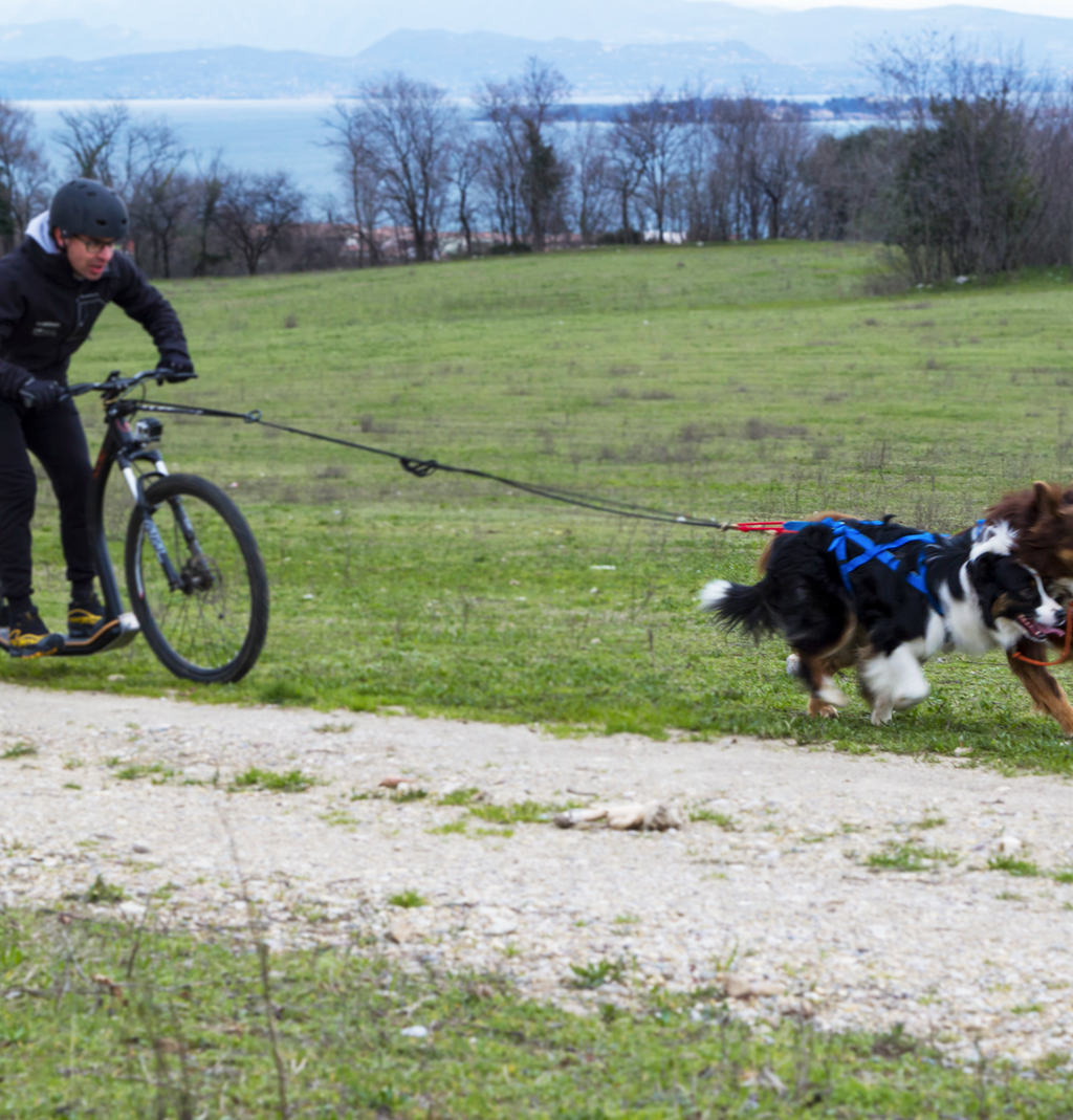 Tug Line With Bungee Leash - Main - Neewa