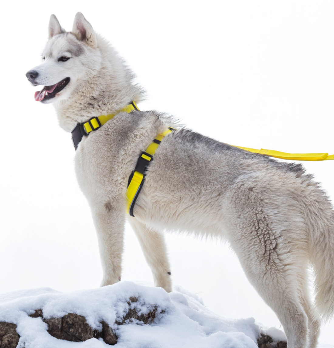 Husky running harness best sale