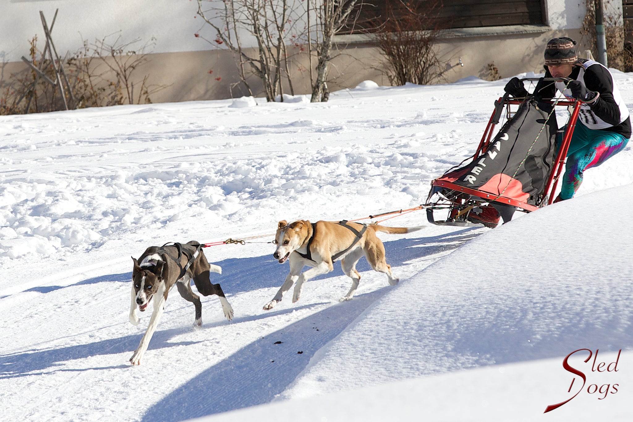 X-Back Racing Harness - Sled Dogs 3 - Neewa