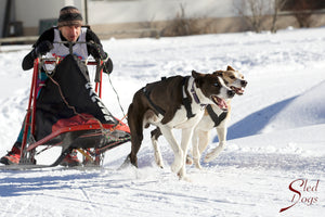 X-Back Racing Harness - Sled Dogs - Neewa