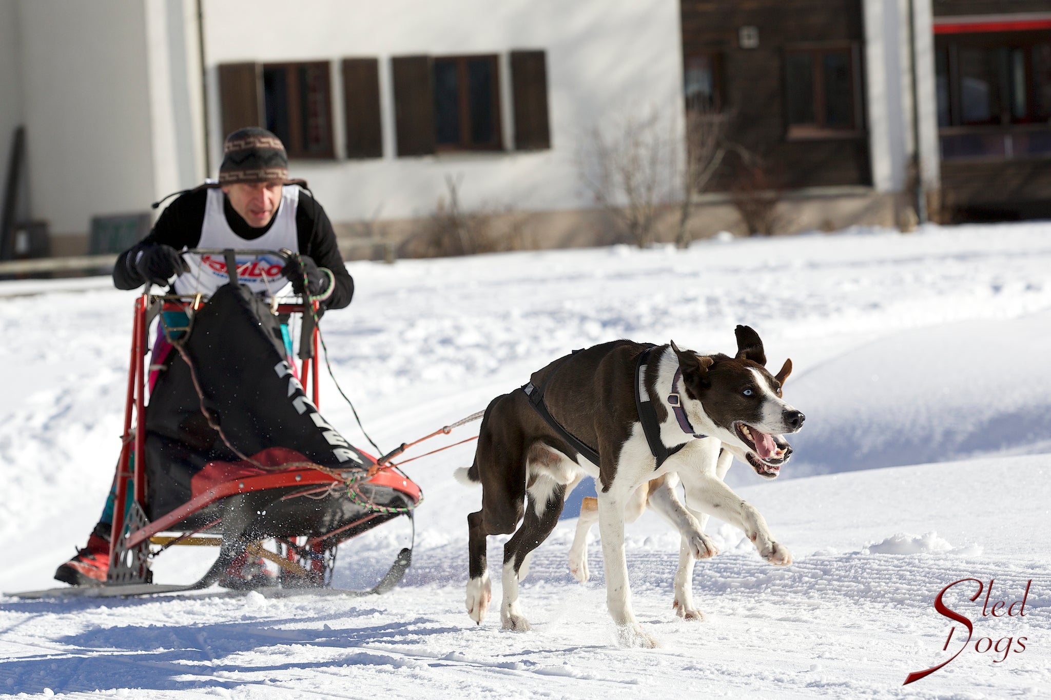 X-Back Racing Harness - Sled Dogs 2 - Neewa