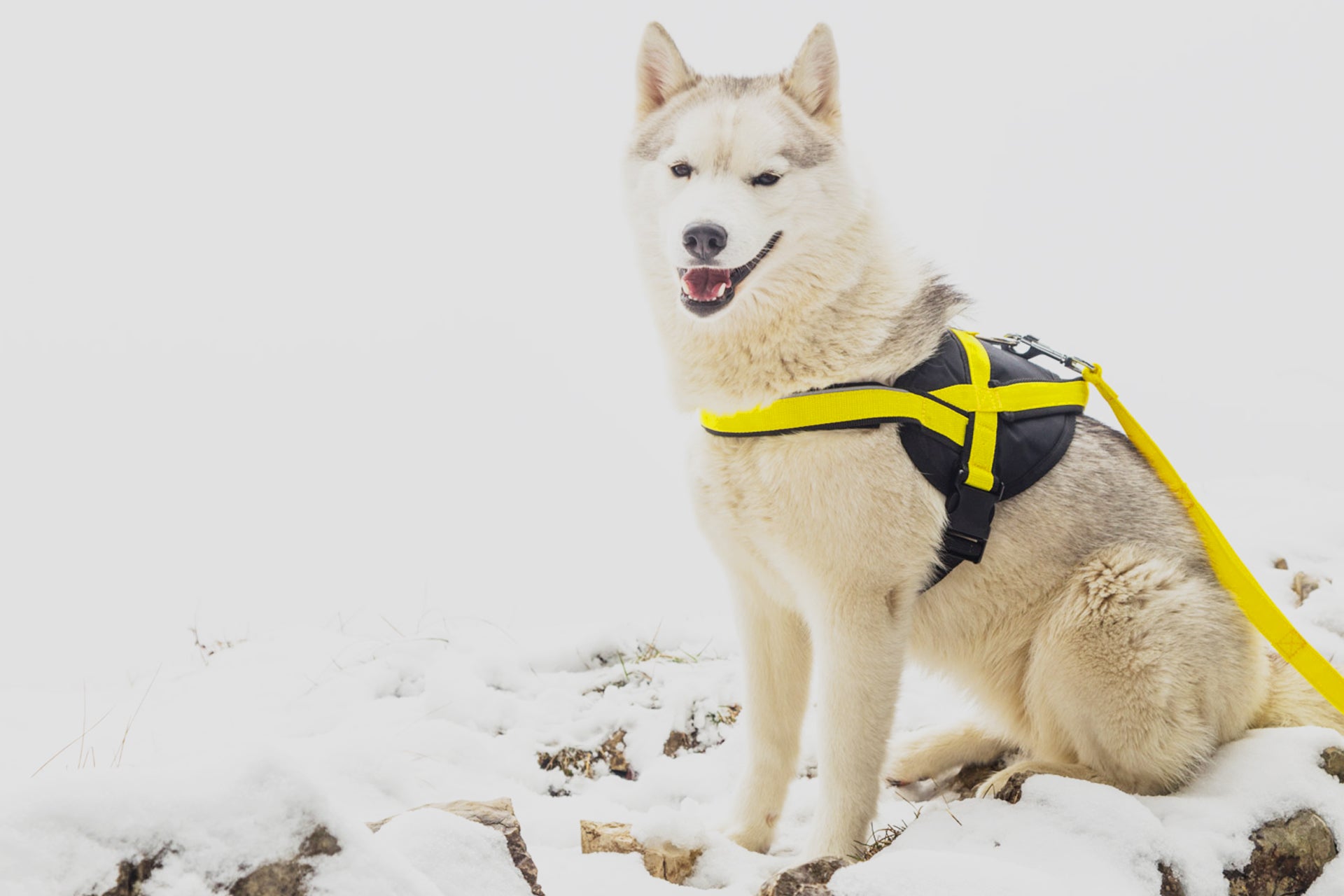 Neewa Dog Utility Harness // Ideal for Large Dogs // Neewa™